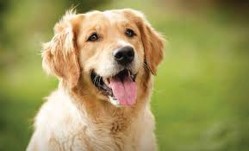 Golden retriever dog sitting outdoors with its mouth open and tongue out, looking happy.