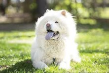 Fluffy white dog with blue tongue lying on grass in a sunny outdoor setting.