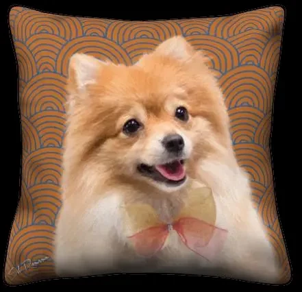 Pomeranian - Orange