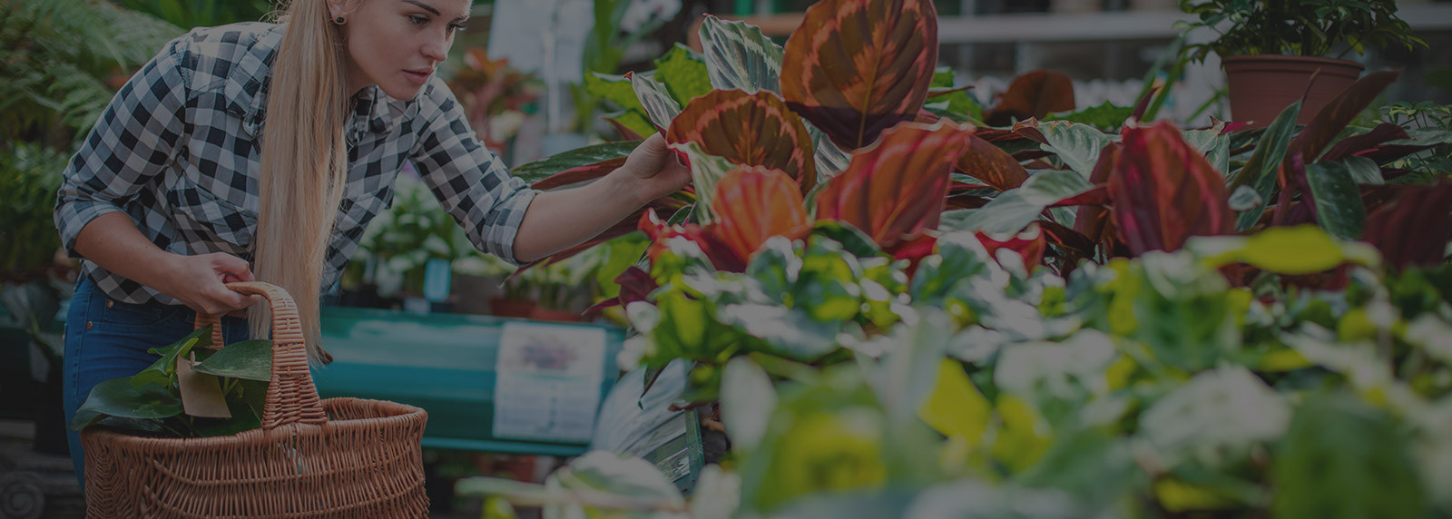 Garden / Nursery Stores