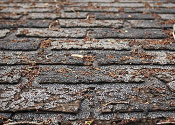 Cracked Shingles
