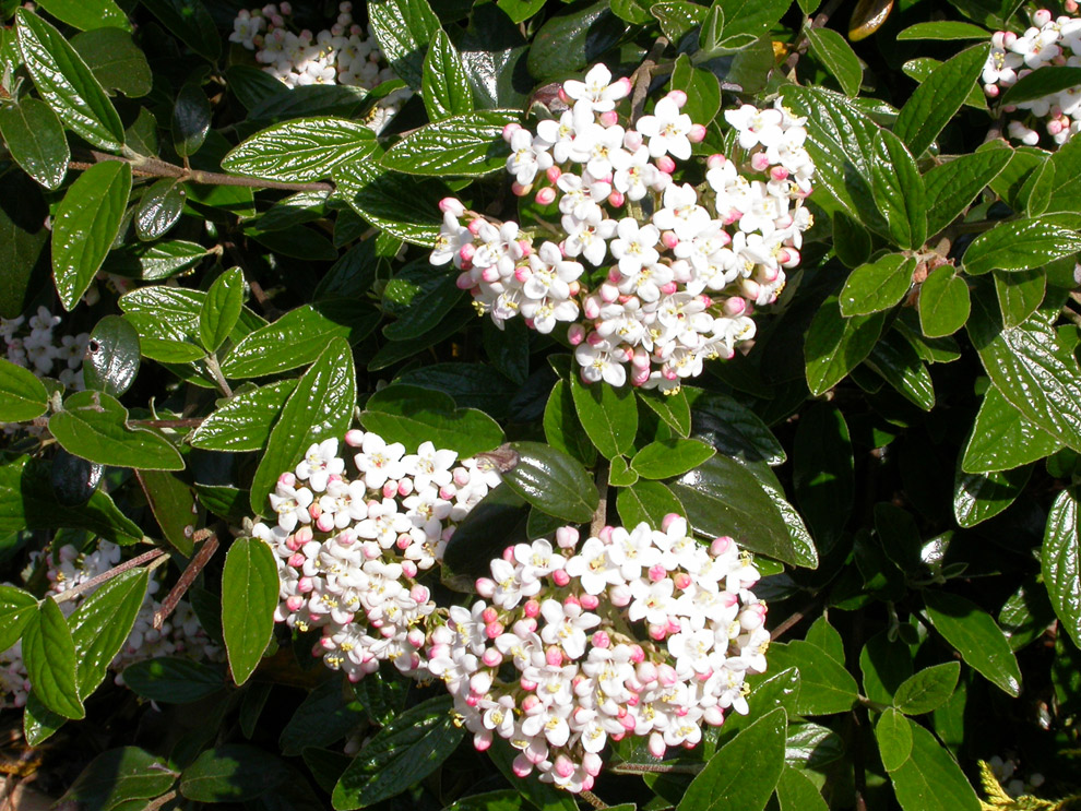 credit: statebystategardening.com