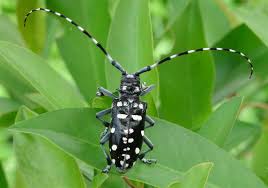 The Asian Longhorn Beetle