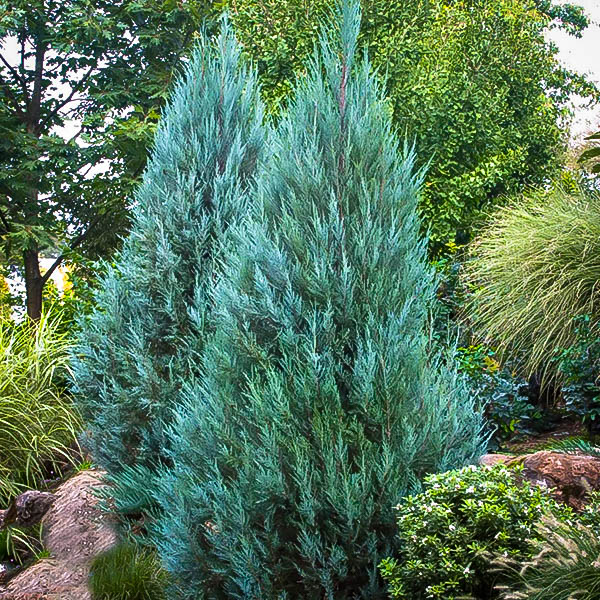 blue-point-juniper-1.jpg