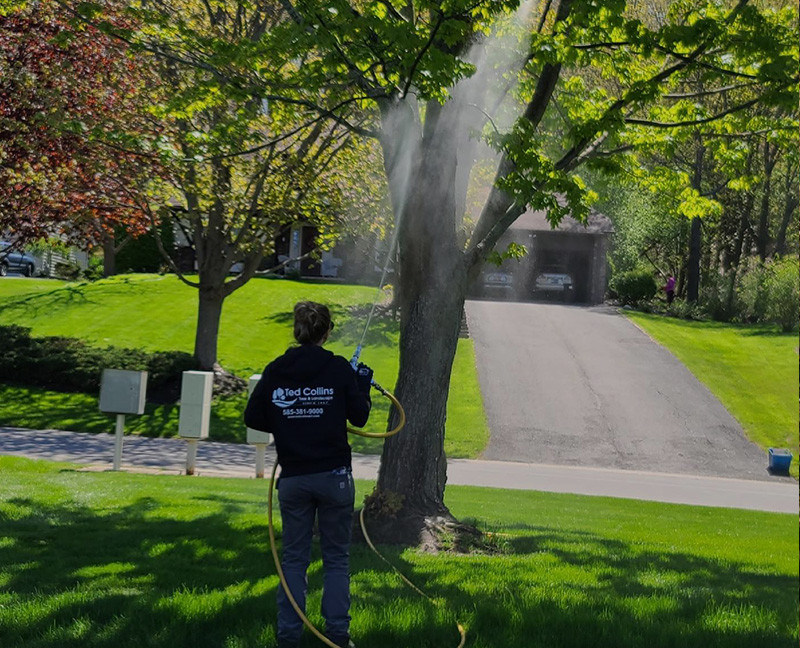 Tree Services