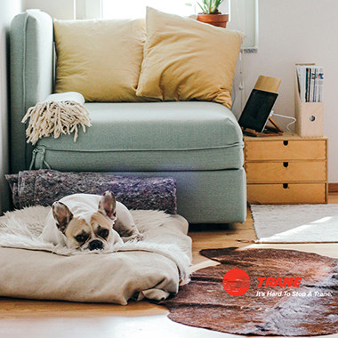 French Bulldog in home enjoying clean air with Trane purifiers and dehumidifiers