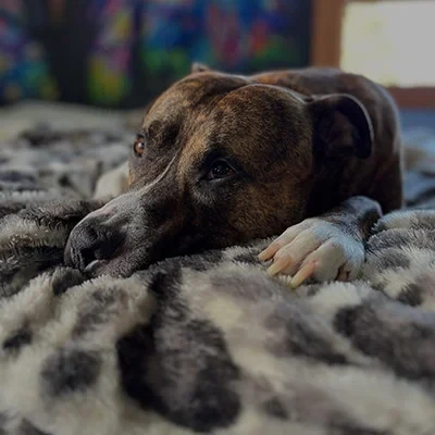 Brown dog lying on a fuzzy blanket, resting its head and looking relaxed and calm.