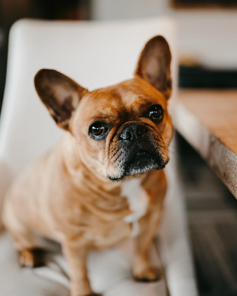 Lola