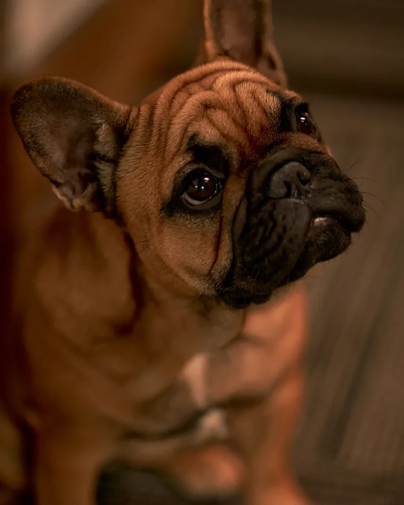 Nellie