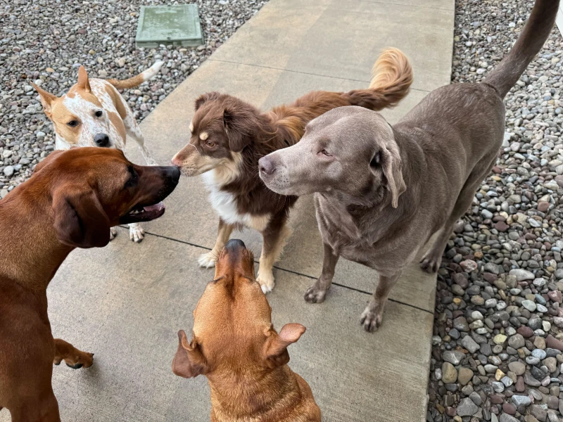 Dogs playing in daycare