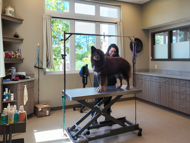 Dog grooming spa