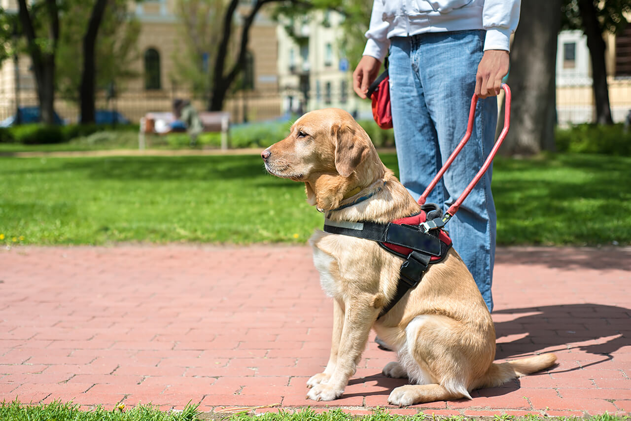 Can Fido Live Here? A Landlord’s Guide to Assistance Animals
