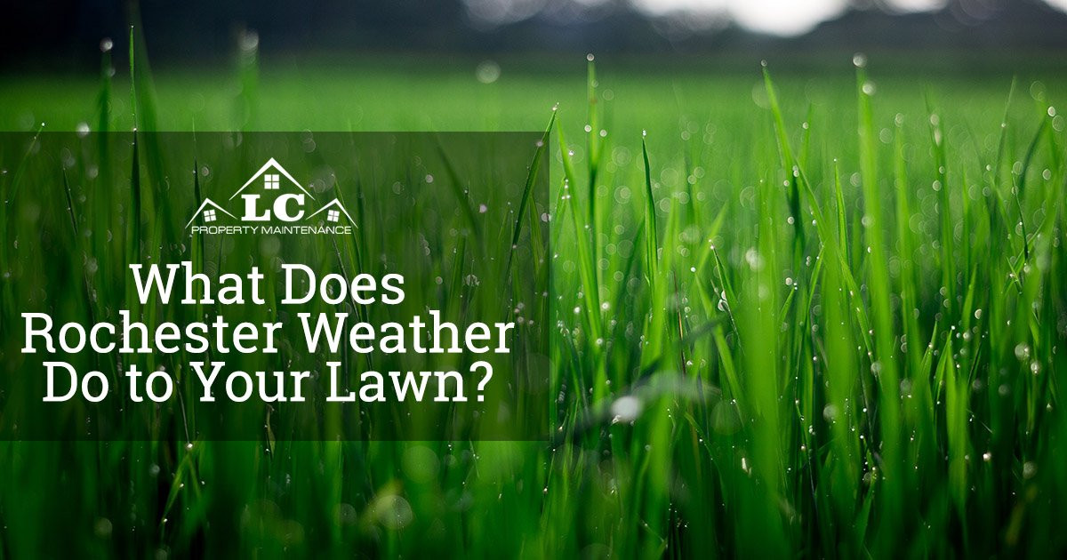 Maintain your lawn in Rochester NY