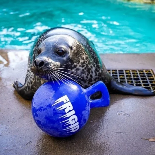 A spotted seal rests on wet concrete, holding a blue ball labeled FRIGID in its mouth.