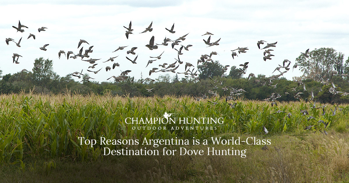 Top Reasons Argentina is a World-Class Destination for Dove Hunting