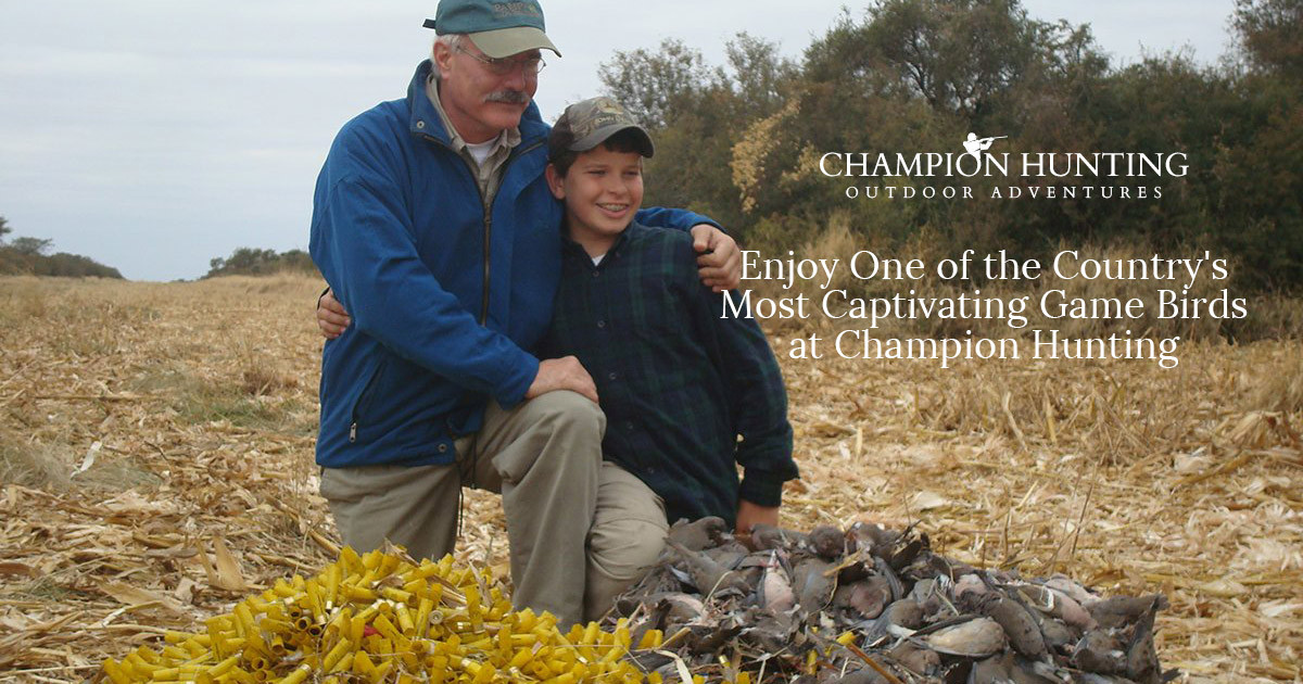 Enjoy One of the Country's Most Captivating Game Birds at Champion Hunting