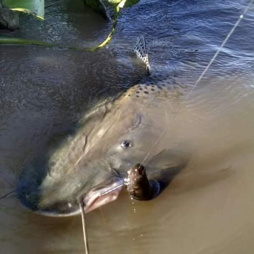 large fish swimming in water
