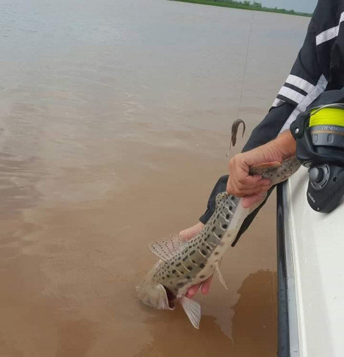 man putting fish back in the water