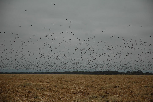 group of birds flying