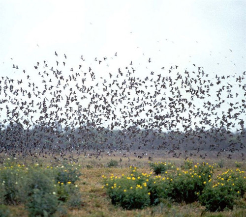 birds flying together