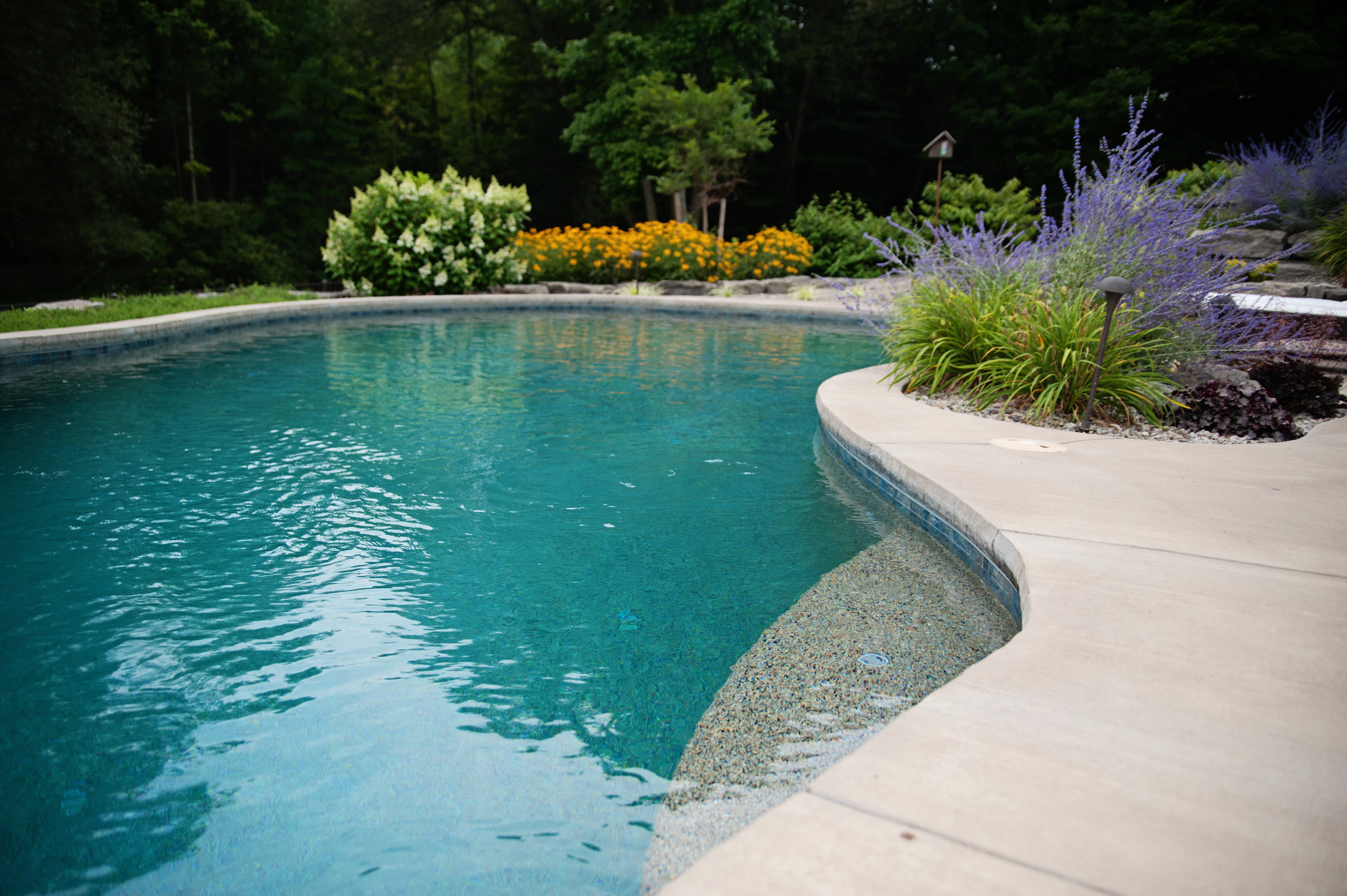 bean shaped pool with plant landscaping surrounding pool