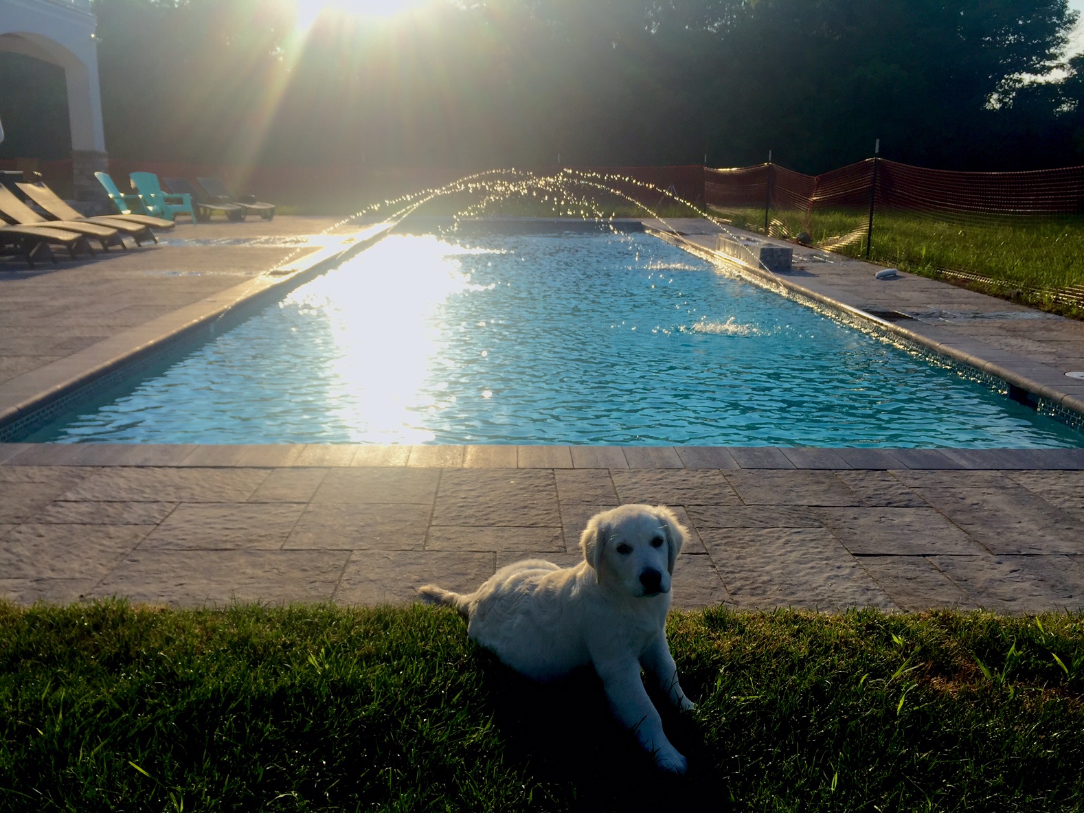 puppy lying by pool with water jets