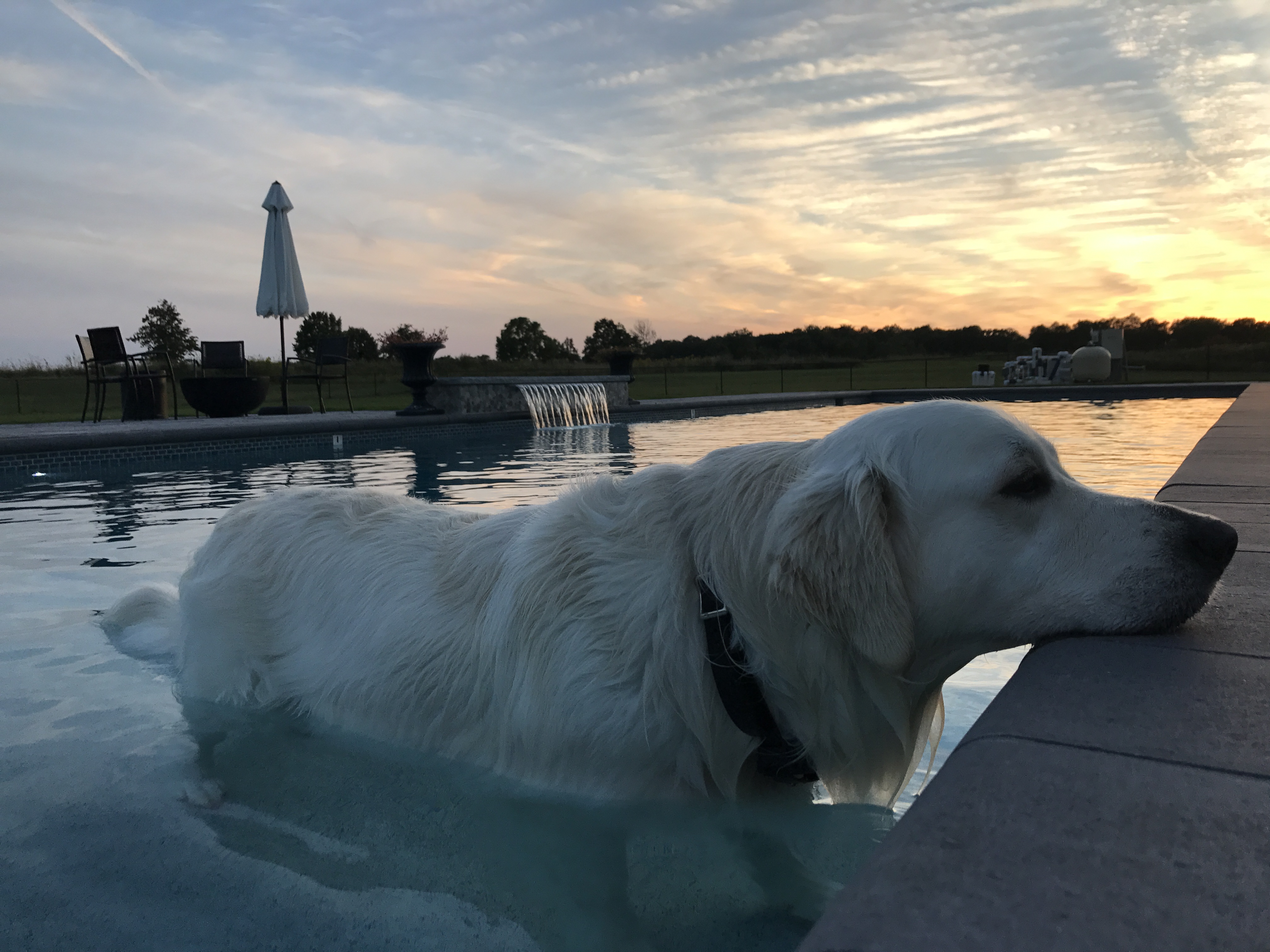 golden retriever resting its head on pool edge