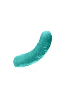 bacteria particle