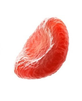 red blood cell