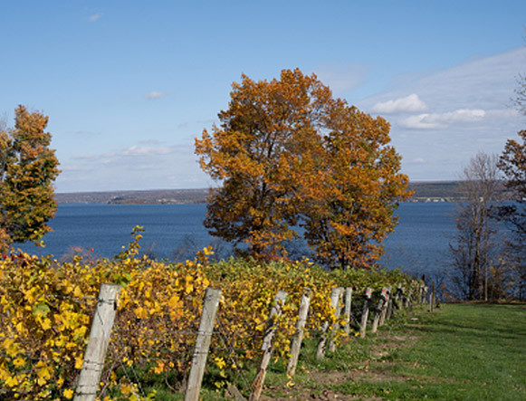 cayuga lake wine trail