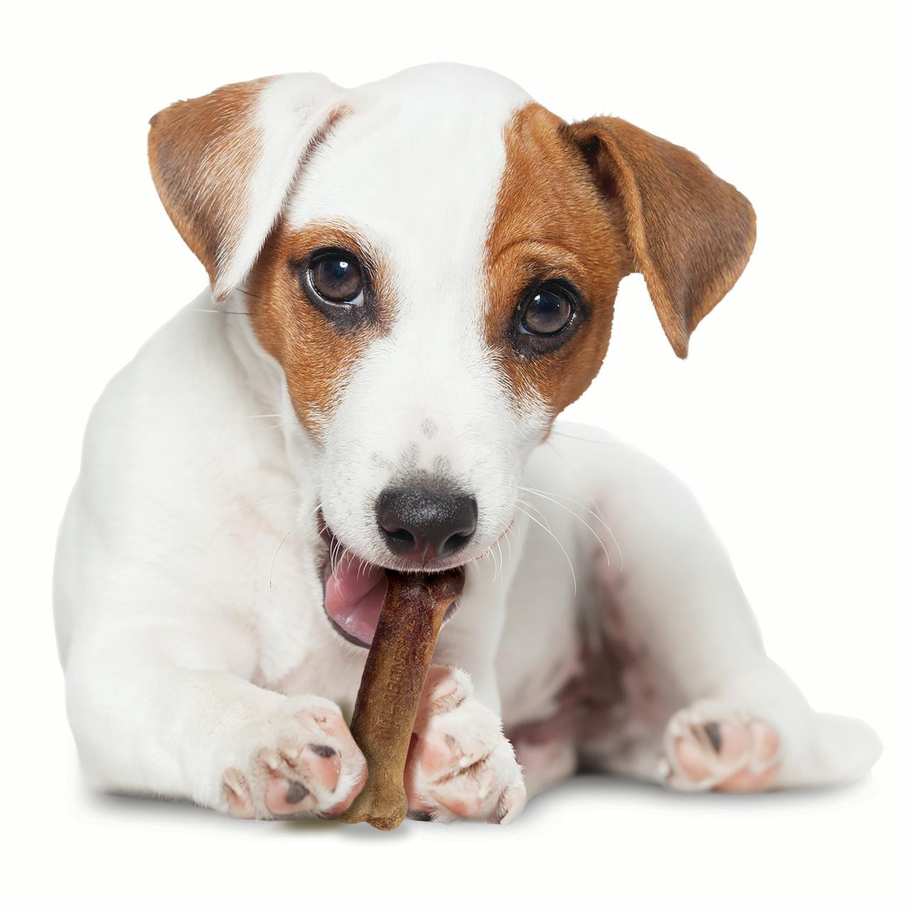 NB HE Bacon Bone Reg