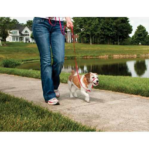 GentleLeader HC Small Red