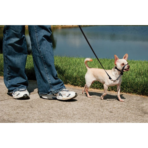 GentleLeader HC Petite Ryl Blu