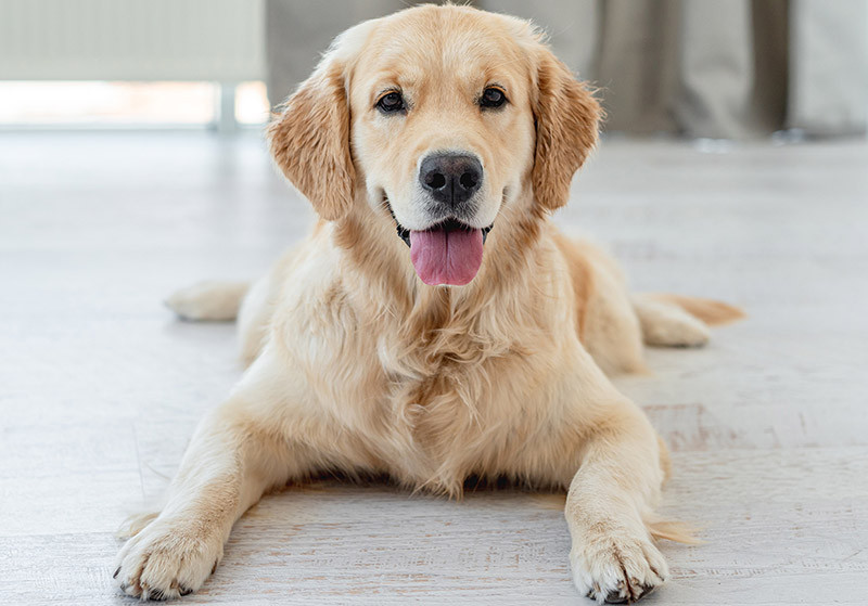 golden retriever dog