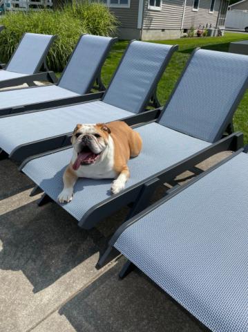 dog on chaise