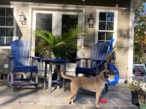 dogs on blue adirondack chairs