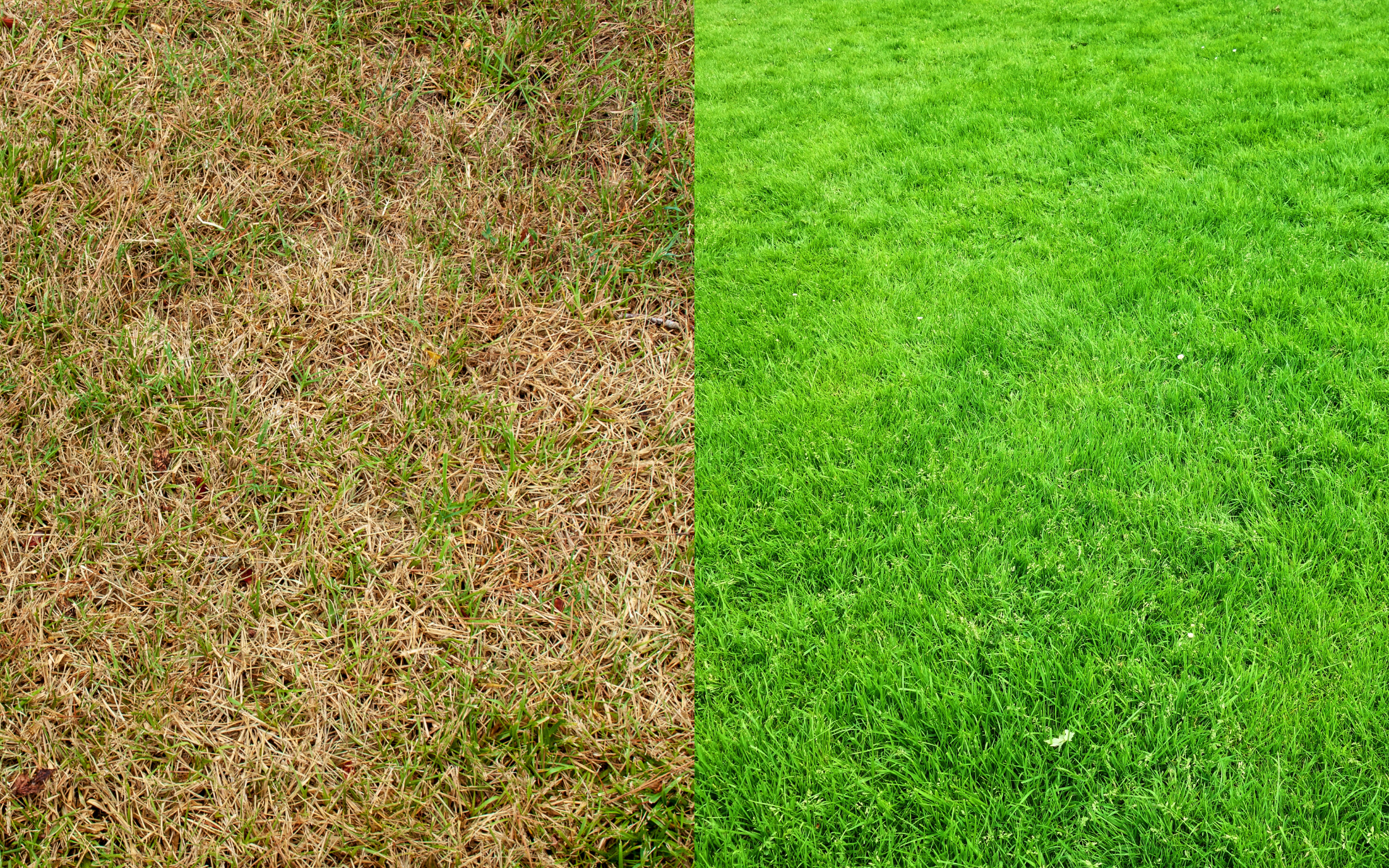 Before and After Overseeding