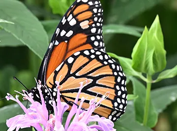 Beautiful landscaped backyard patio garden.