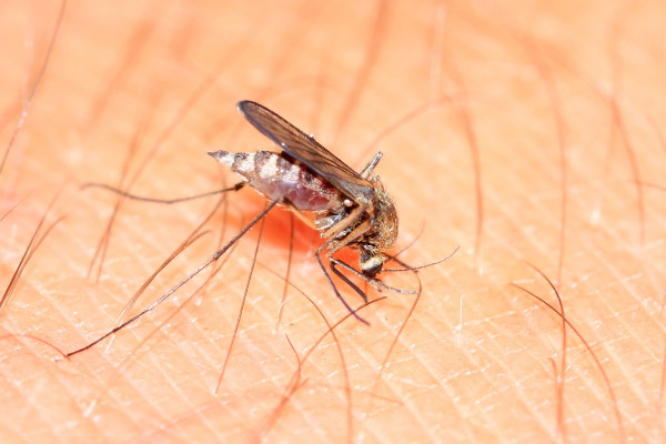 Black fly bug bit on skin dermatology condition