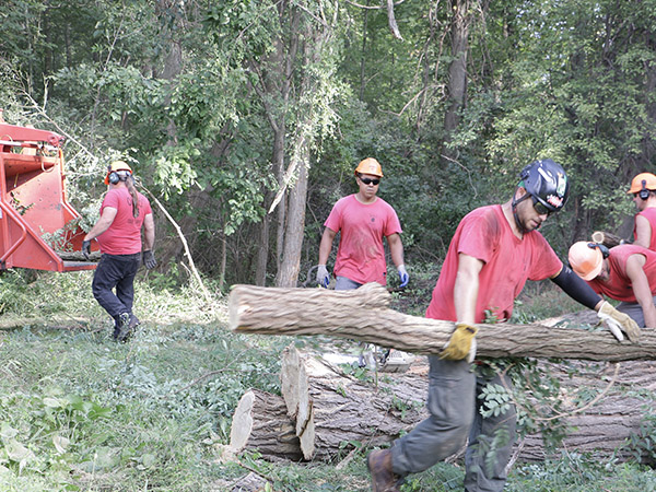 men carrying tree branches