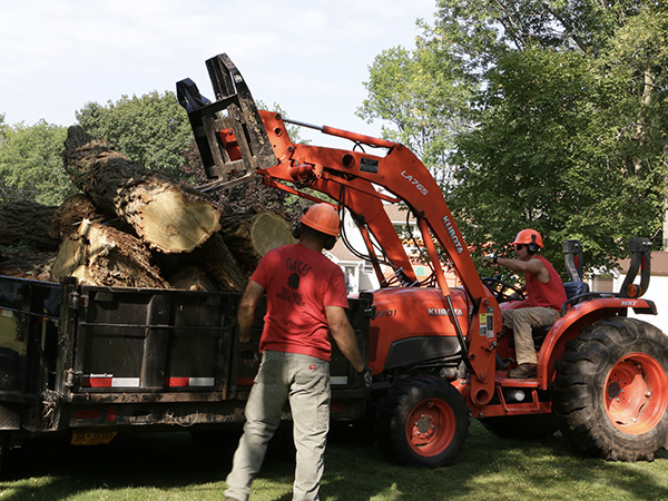 two workers using a tractor to load large tree logs into a black trailer