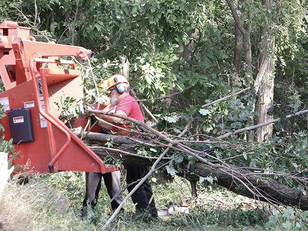 worker feeding branches into a wood chipper