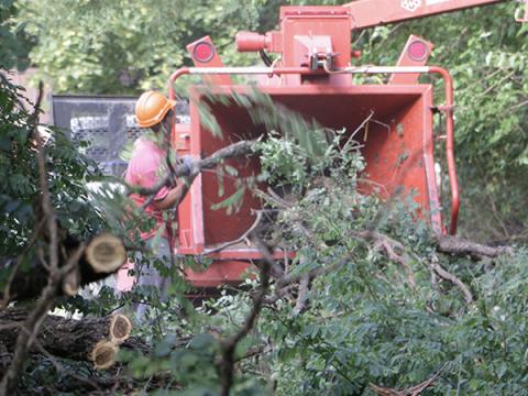tree branch chipping