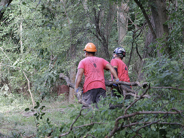 oakes tree service workers removing tree branches