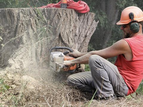 worker cutting tree stump