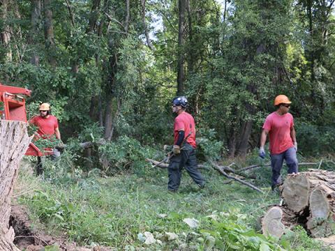 three oakes tree service employees