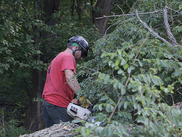 man sawing tree branches