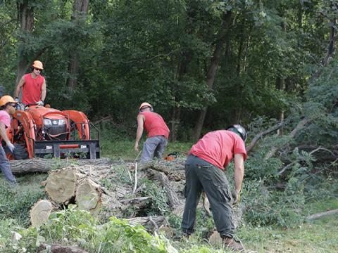 men moving tree stumps