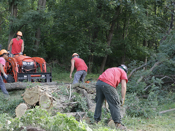 men moving tree stumps