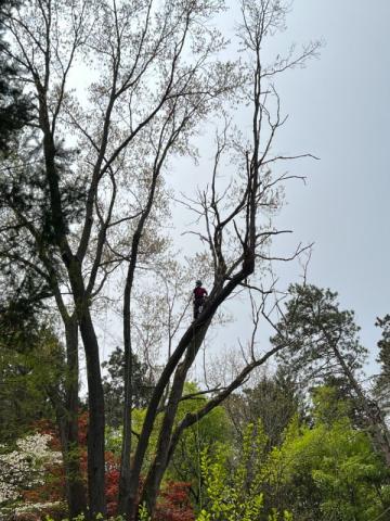 Tree service work